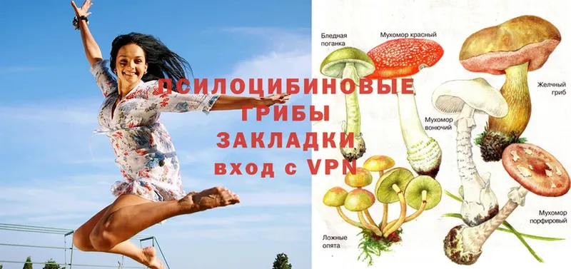 Галлюциногенные грибы Psilocybine cubensis  закладки  omg зеркало  Нестеровская 